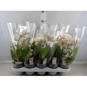 Phalaenopsis multi.   ...white