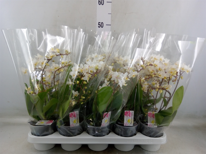 <h4>Phalaenopsis multi.   ...white</h4>