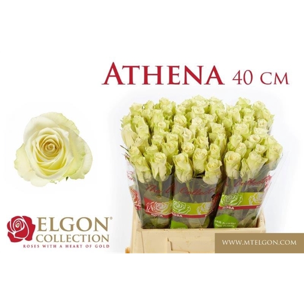 <h4>R Gr Athena Elgon</h4>