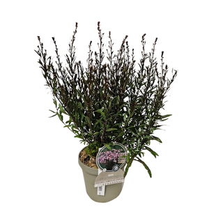 Gaura lindheimeri overig