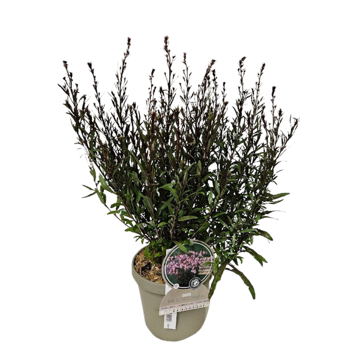 <h4>Gaura lindheimeri overig</h4>
