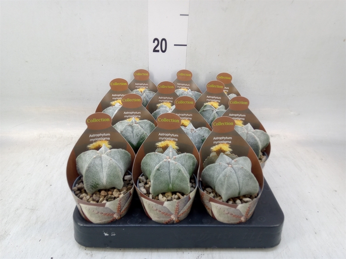 <h4>Cactus   ...</h4>