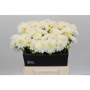Dahlia White Cap