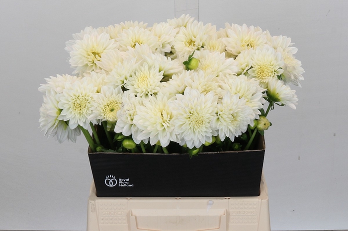 <h4>Dahlia White Cap</h4>