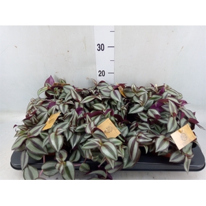 Tradescantia zebr. 'Purpusii'