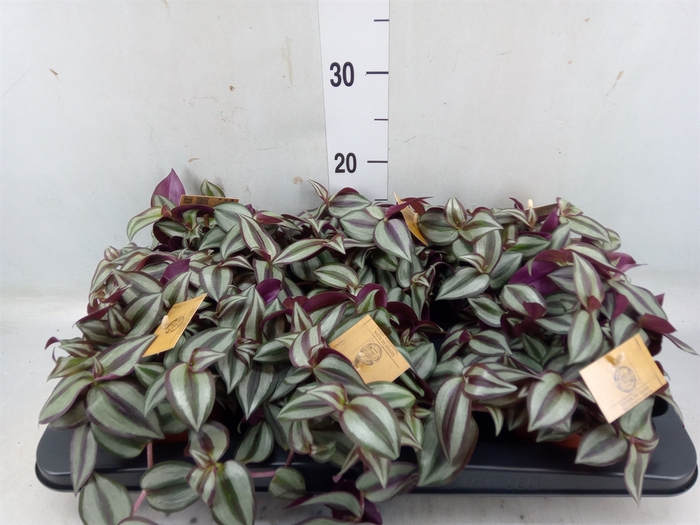 <h4>Tradescantia zebr. 'Purpusii'</h4>