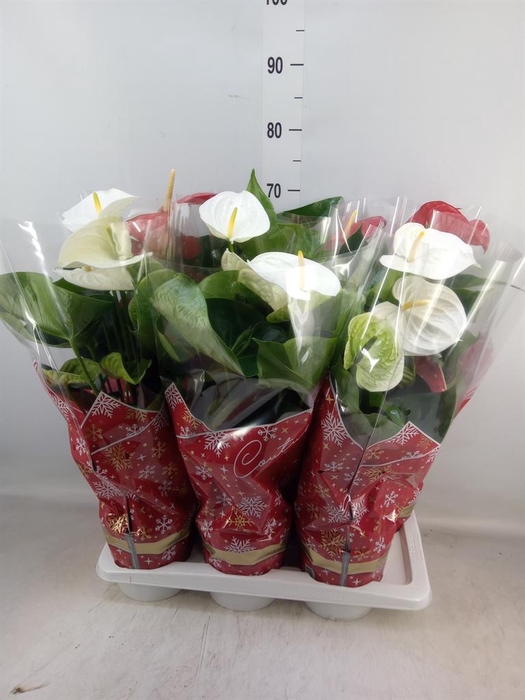 <h4>Anthurium   ...mix</h4>