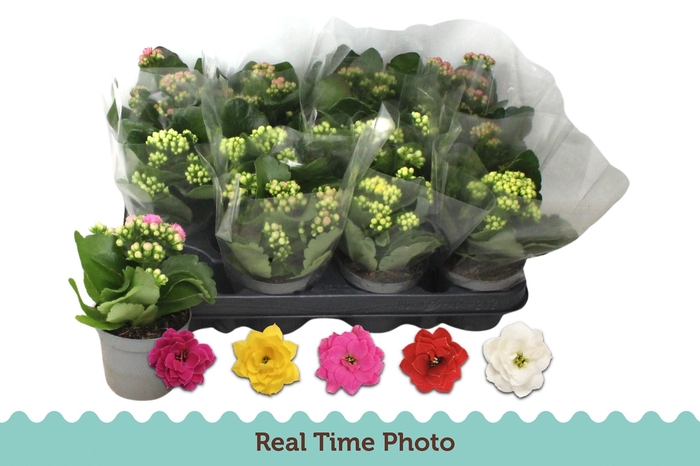 <h4>KAL GE GEM 5 KL</h4>