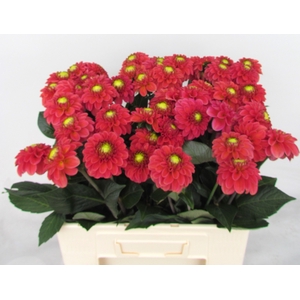 Dahlia Ball Orange Fox Koppert