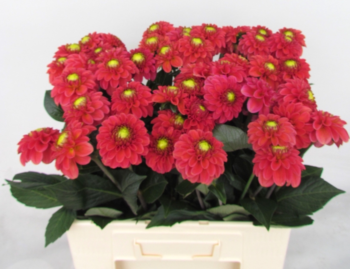 <h4>Dahlia Ball Orange Fox Koppert</h4>