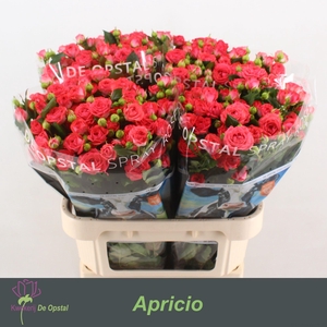 R TR APRICIO