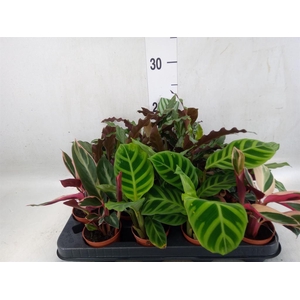 Calathea   ...mix