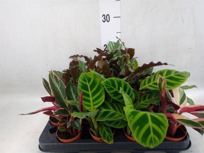 <h4>Calathea   ...mix</h4>
