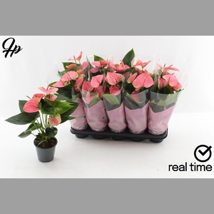 ANTHU AN SWEET DREAM