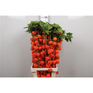 Physalis Lampion Tak