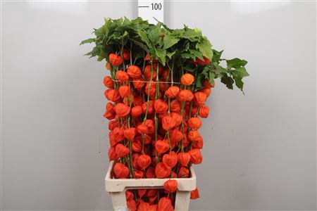 <h4>Physalis Lampion Tak</h4>