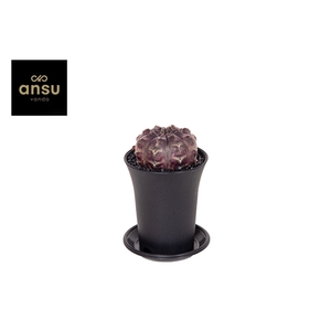 Gymno Siam 'Ansu' Daydream