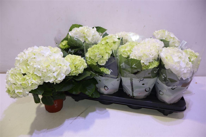 <h4>arr8 Hydr M Wudu</h4>