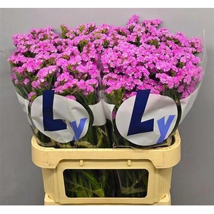 Lim S Rosel Su Birds