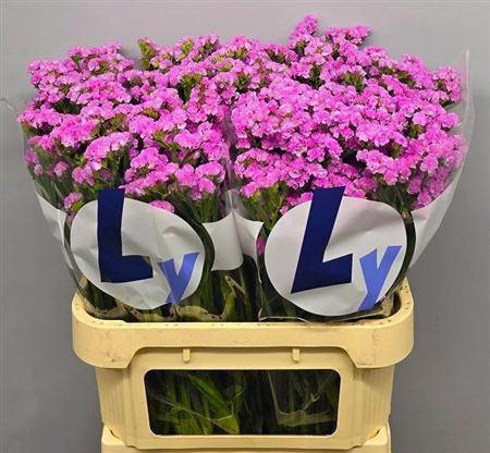 <h4>Lim S Rosel Su Birds</h4>