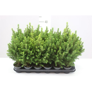 Picea Gl Perfecta