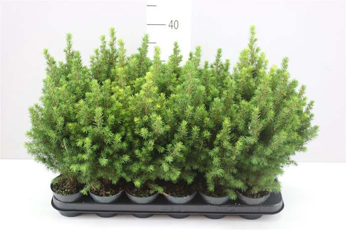 <h4>Picea Gl Perfecta</h4>