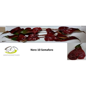 ANTH A NERO Semaforo 10