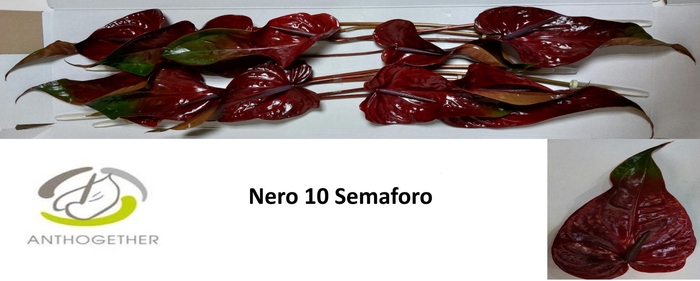 <h4>ANTH A NERO Semaforo 10</h4>