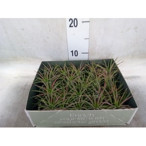 Tillandsia
