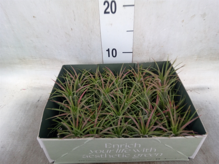<h4>Tillandsia</h4>