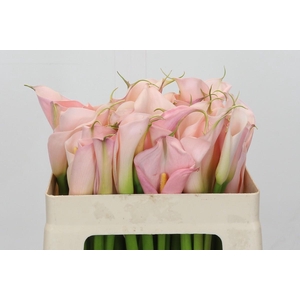 Zantedeschia Eydolls Pink