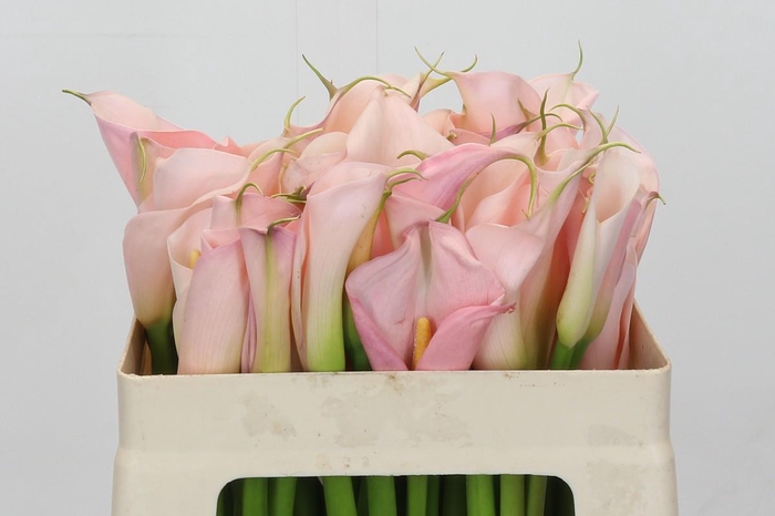 Zantedeschia Eydolls Pink