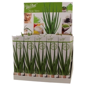 Aloe vera