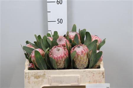 <h4>Protea Susara</h4>
