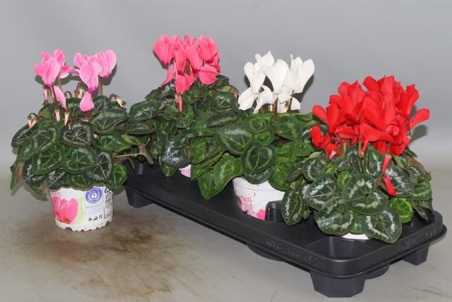 <h4>CYCL GR SUP XL</h4>