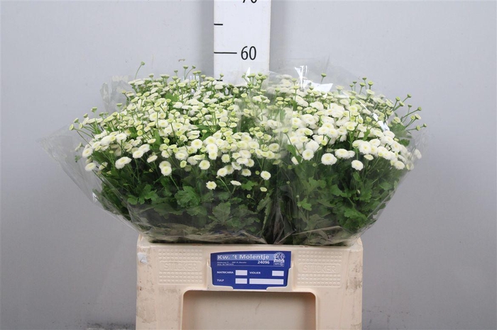 <h4>Tana Pa Rio</h4>