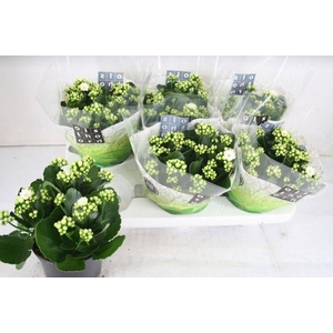 KALAN CALAN WHITES WHITE P15