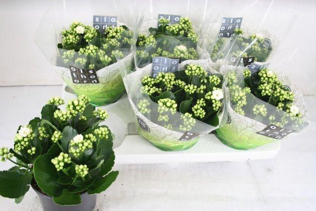 <h4>KALAN CALAN WHITES WHITE P15</h4>