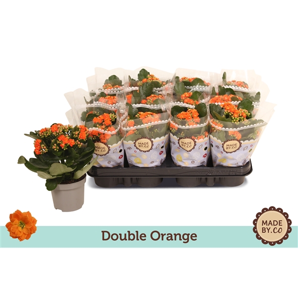 <h4>Kalanchoë Double Orange</h4>