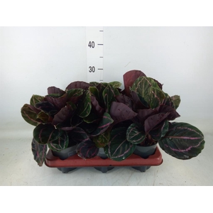 Calathea roseopicta 'Dottie'