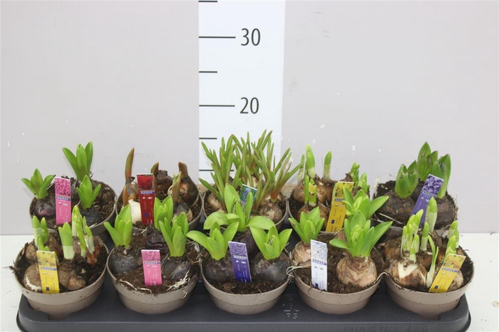 <h4>Bolbloemen Gemengd</h4>