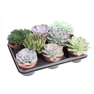 Echeveria mix
