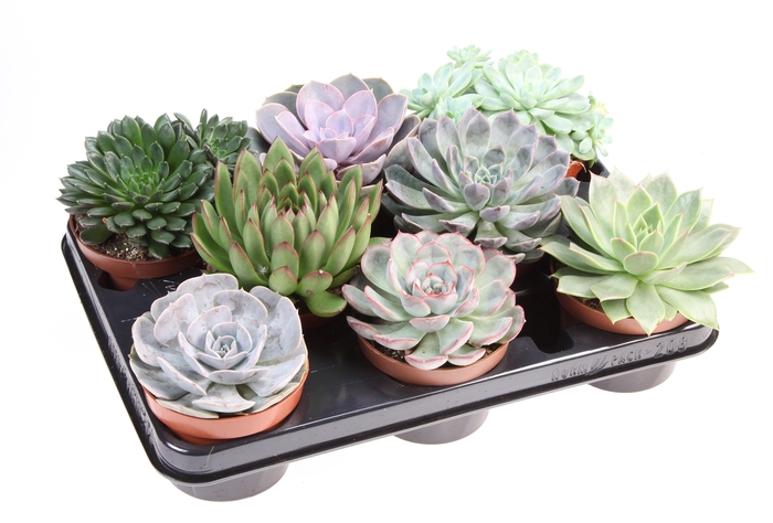 <h4>Echeveria mix</h4>