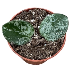 Hoya Mathilde Splash