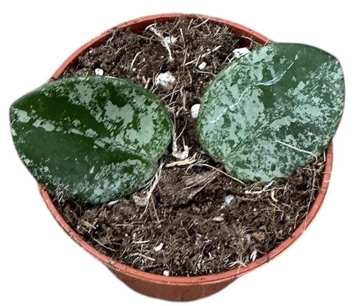 <h4>Hoya Mathilde Splash</h4>