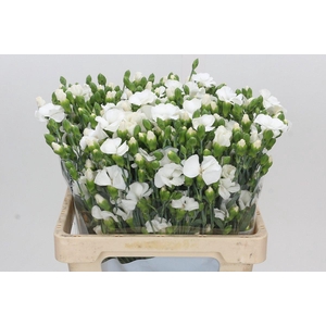 Dianthus Tr Symply Snow