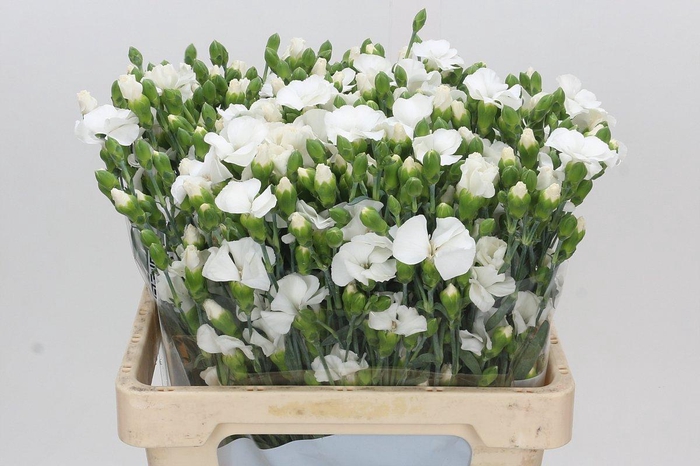 <h4>Dianthus Tr Symply Snow</h4>