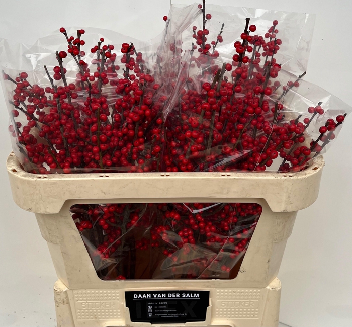 <h4>ILEX VE OOSTERWIJK</h4>