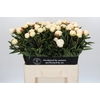 Paeonia Madame Claude Tain