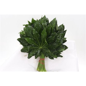 Dec Aralia Gr. Beauty 40 Cm